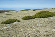 Alpine grasslands of Fescue (Festuca indigesta) and Padded brushwood (Cytisus oromediterraneus and Juniperus communis) in Guadarrama Mountains National Park, Spain