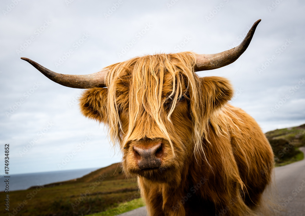 Scottish Highland Cow - obrazy, fototapety, plakaty 