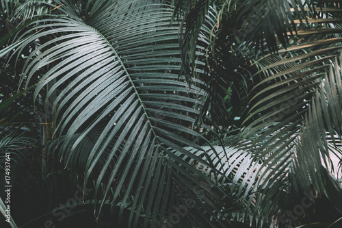 Palm garden background Poster Mural XXL