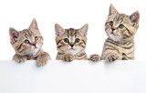 Fototapeta Koty - Three cat kittens peeking out of a blank sign, isolated on white background