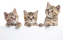 Three Cat Kittens Peeking Out Of A Blank Sign, Isolated On White Background
