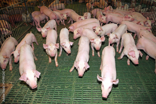 Fotografie, Obraz Cute newborn piglets living on an industrial animal farm