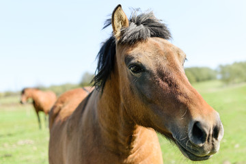 Horses on a green meadow