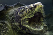 The alligator snapping turtle (Macrochelys temminckii), detail of terrible and scary head and open mout