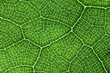 Green leaf vein pattern. Closeup macro nature background.