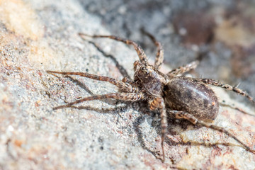 Wall Mural - spider closeup sitting on the ston in notrth norway