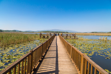 Sticker - Efteni Lake in Summer Day