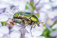 Cetonia Aurata Flower Chafer Green June Beetle Bug Insect Macro