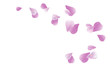 © Natasha_S - Purple Violet flying petals isolated on White background. Sakura Roses petals. Vector