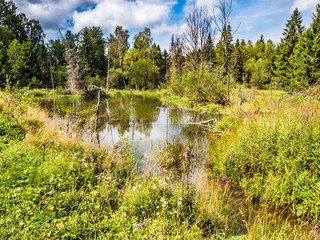 Two colored lake in the forest with a beaver lodge