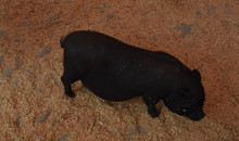 Black Pot Belly Pig At State Fair