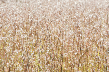 Little Bluestem Grass