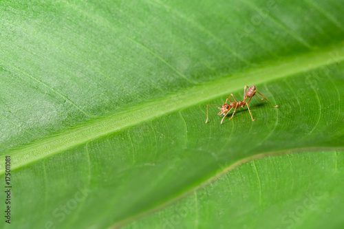 Zdjęcie XXL Mrówki na liściach