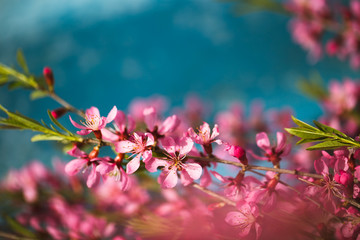 Wall Mural - Spring flowering branches, pink flowers on a blue background