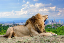 Lion With The City Of On The Background