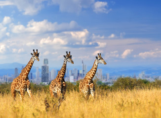 Wall Mural - Giraffe with the city of on the background