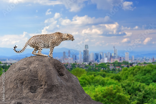 Cuadros en Lienzo Cheetah with the city of on the background