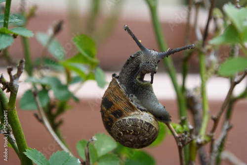 Zdjęcie XXL Ogrodowy ślimaczek wspina się Różanego krzaka