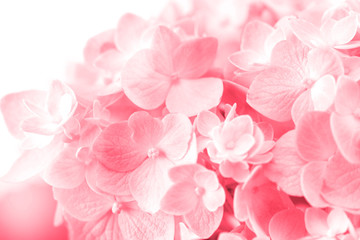 Wall Mural - sweet hydrangea flowers on a white background