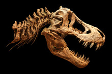 Skeleton Of Tyrannosaurus Rex ( T-rex ) On Isolated Background . ( Skull And Neck )