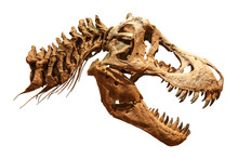 Skeleton Of Tyrannosaurus Rex ( T-rex ) On Isolated Background . ( Skull And Neck )