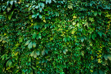 green leaves texture with light leaks