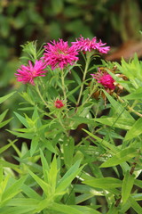 Red perennial aster