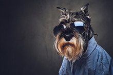 A Dogs Dressed In A Blue Shirt And Sunglasses.
