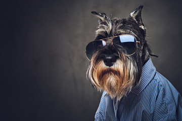a dogs dressed in a blue shirt and sunglasses.