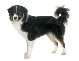 Sticker - tricolor australian shepherd