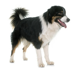 Sticker - tricolor australian shepherd