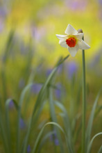 Close Up Of White And Orange Daffodil.