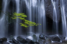 Long Exposure Of Waterfall With Branch Of Maple Tree With Green Leaves In Foreground.