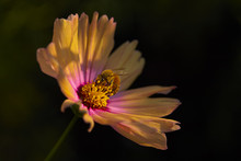 Black Background, Yellow  And Pink Flower Petals