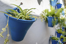 Blue Ceramic Pots On A Wall With Small Plants