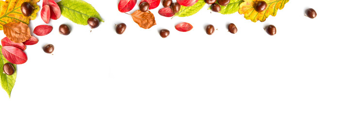 Wall Mural - colorful autumnal leaves and nuts on white panoramic background with copy space, autumn concept