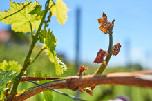 Spring Frost Damage In Vineyard.
Grapes Frost Damage. Frost Grape By Slight Frost Winter Injury.