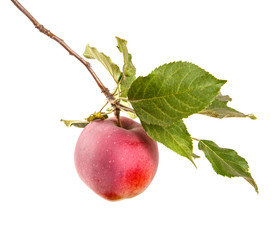 ripe apple on a branch with leaves. isolated on white background