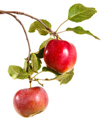somewhat ripe apple on a branch with leaves. isolated on white background