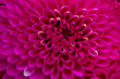 magenta pink chrysanthemum flowers petals macro background