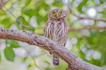 Wall Mural - Ferruginous Pygmy-Owl