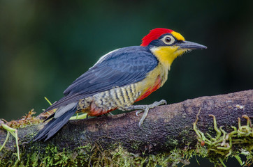 Wall Mural - Yellow-fronted Woodpecker