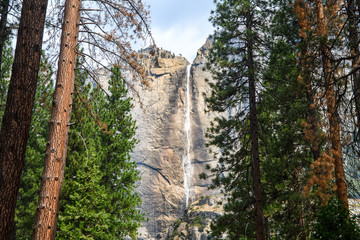 Wall Mural - amazing view of yosemite fall from woods