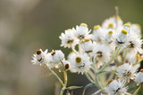 Fototapeta Kwiaty - White blossoms