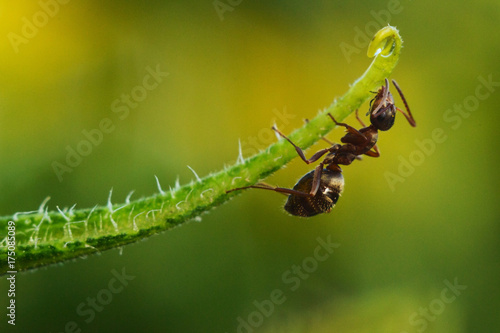 Plakat pracownik mrówka