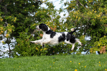 Wall Mural - Springer spaniel dog