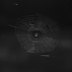 Backlit spider in its web