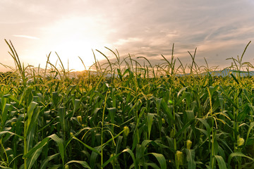 corn field in sunset