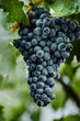 Blue grapes for winemaking. Grapes on a branch. Grapes in the vineyard. Vineyards italy.
