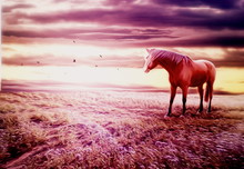 Romantic Scenery With Horse